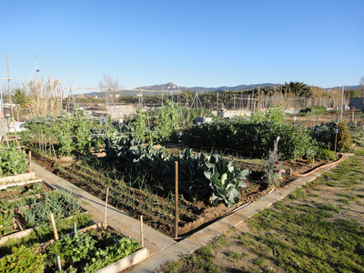 Camps de cultius d'horta al Parc agrari del Baix Llobregat