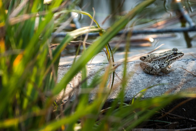Una granota al llac del parc de Can Zam