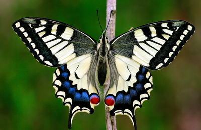 Exemplar adult de papallona reina (<em>Papilio machaon</em>)