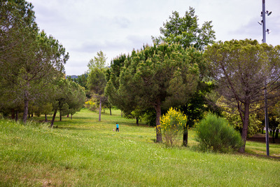 Zona de vegetació del parc