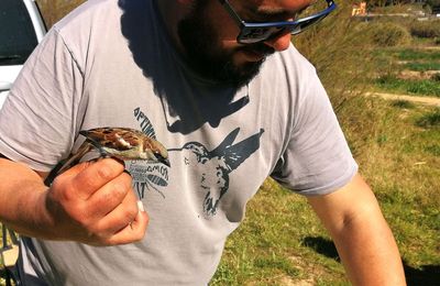 Mosquiter comú anellat a les mans de l'expert ornitòleg